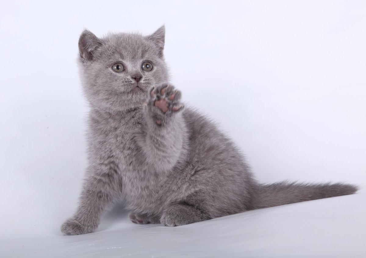 Ирландец порода кошек