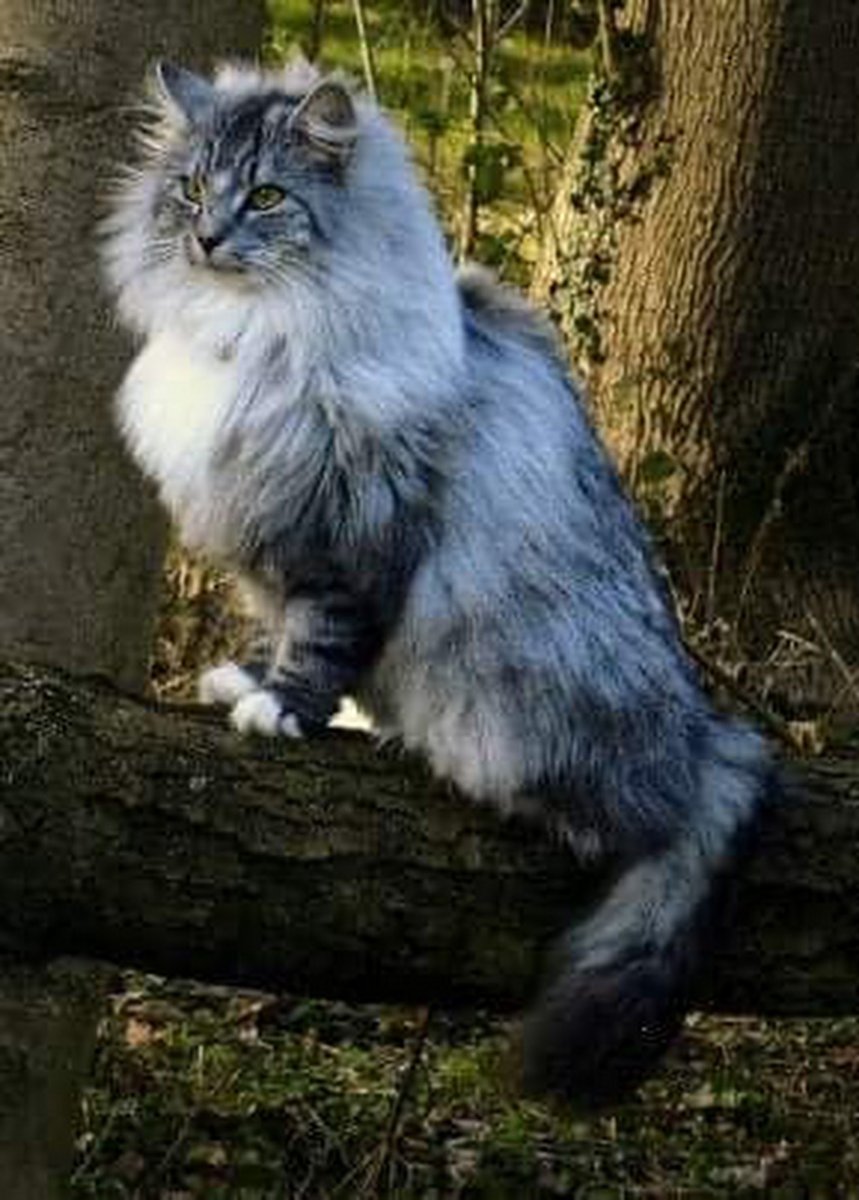 Дикая Норвежская Лесная кошка