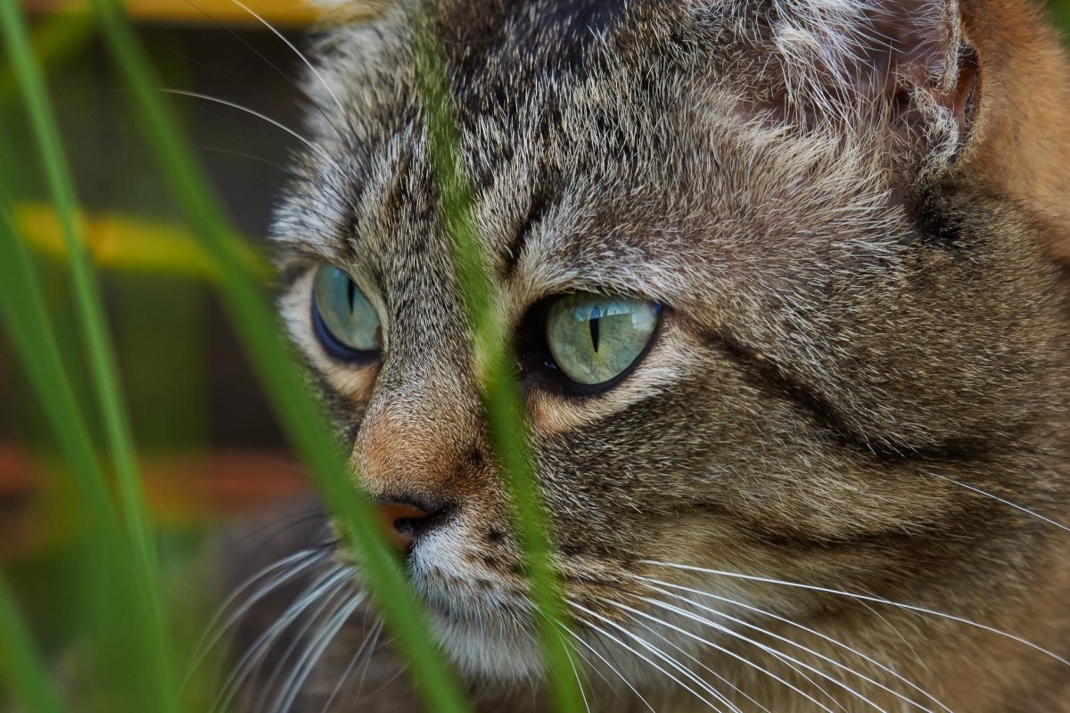 Ирландец порода кошек
