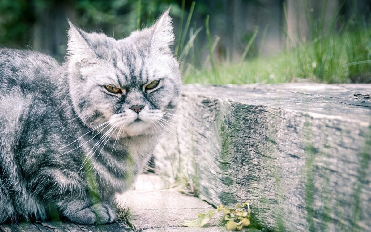 Гордый котик