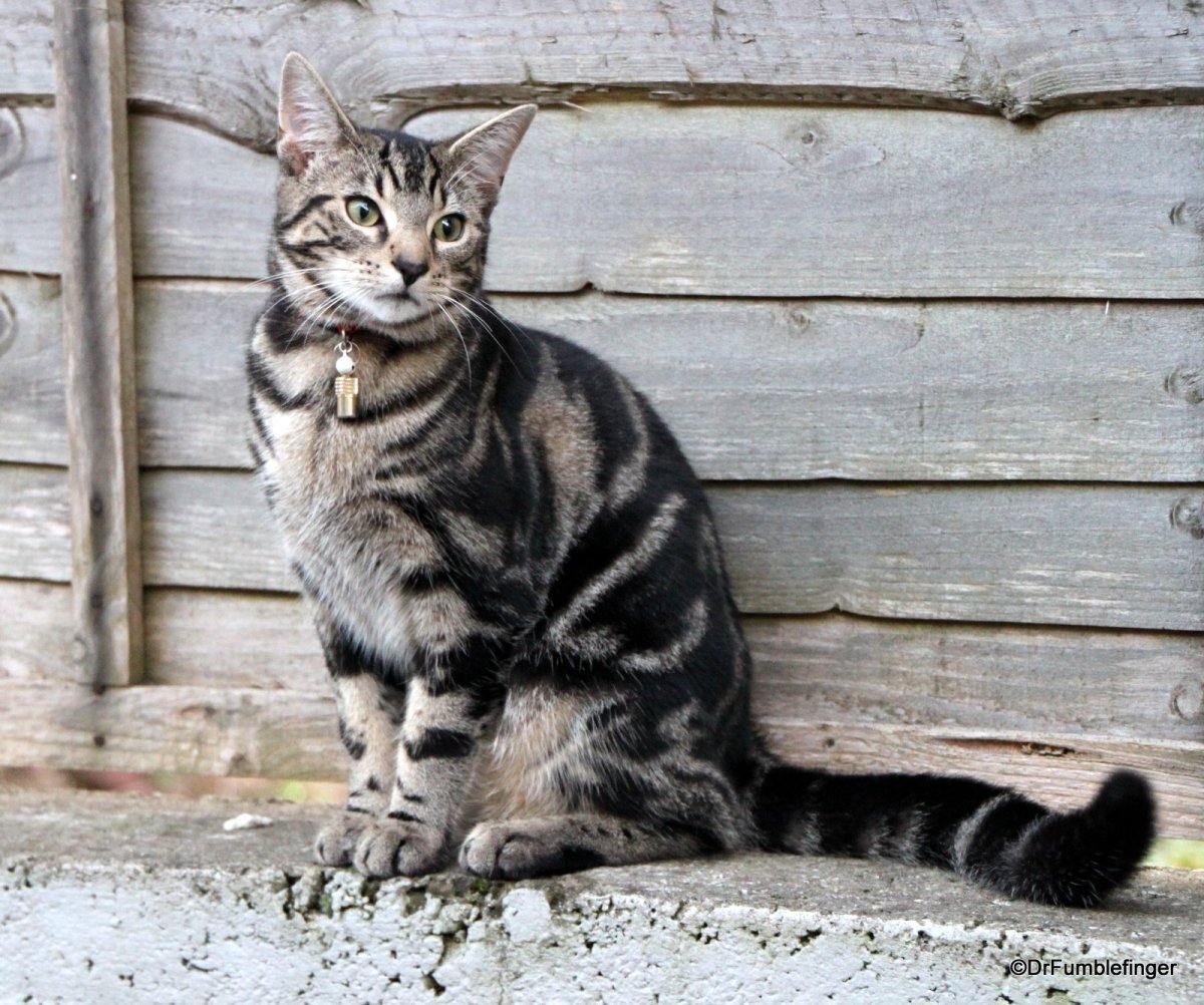 Ирландец порода кошек