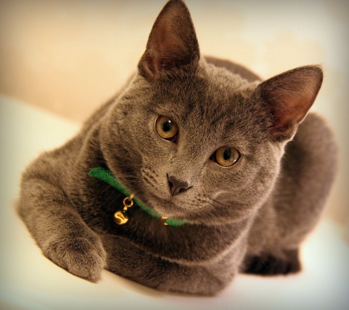 Корат шартрез