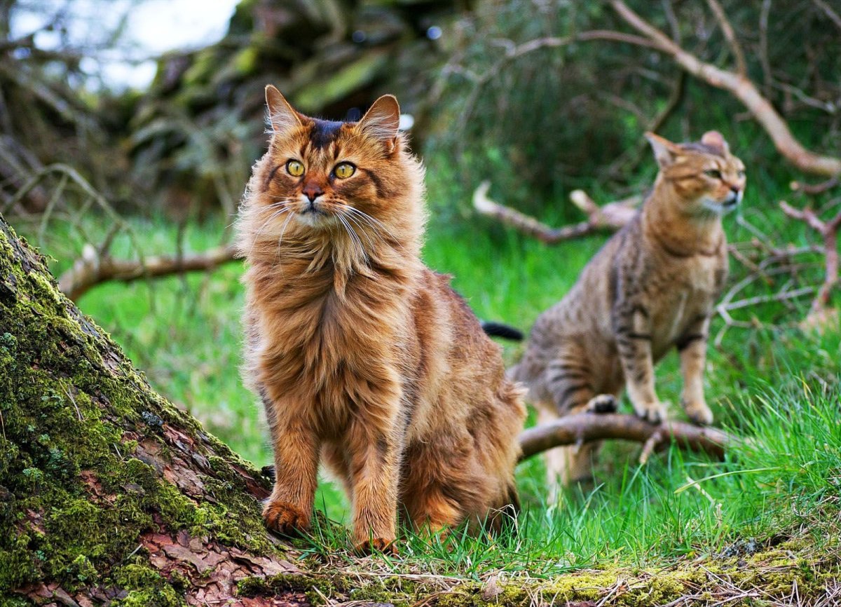 Сомалийская кошка дикий