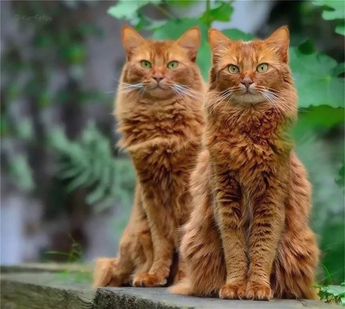 Три красивые кошки