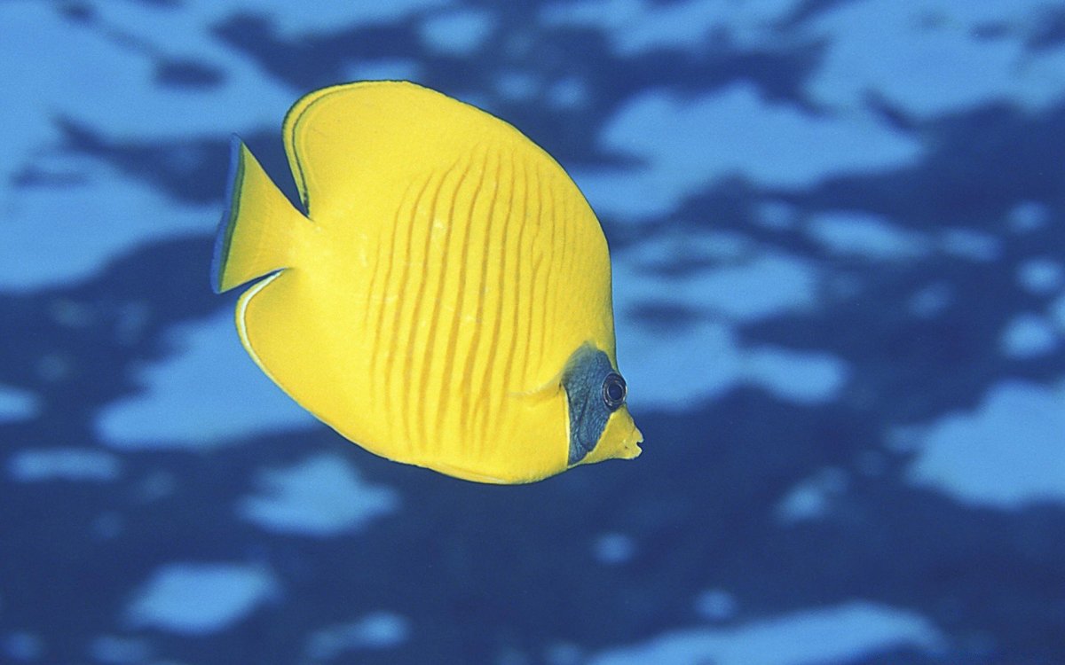 Chaetodon ulietensis