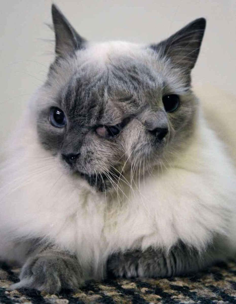 Янус кот Фрэнк и Луи