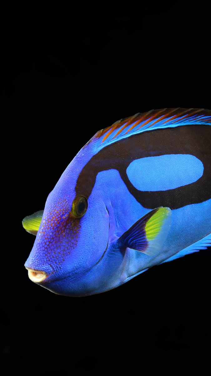 Surgeonfish рыба