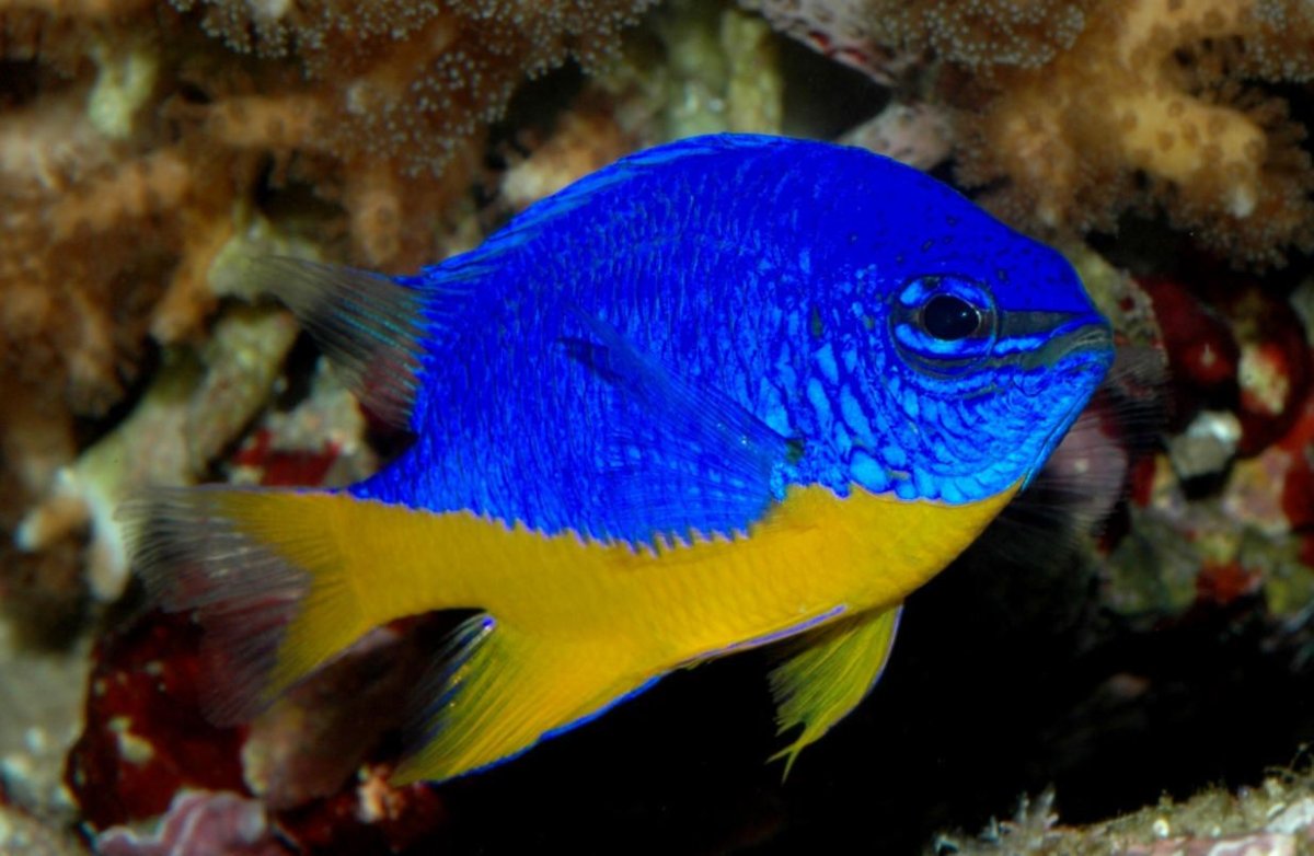 Рыбка Хризиптера