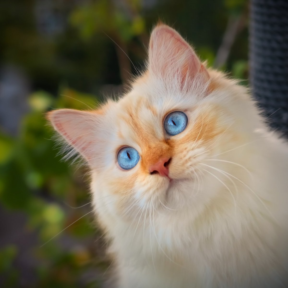 Охос азулес кошка рыжий