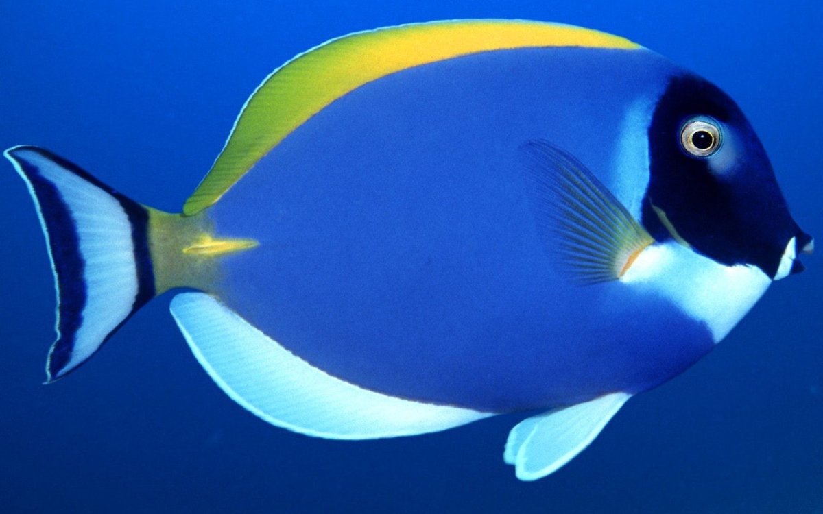 Acanthurus leucosternon