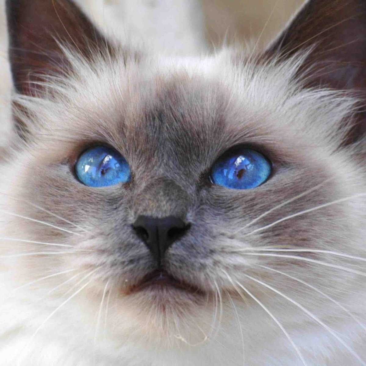 Невская маскарадная кошка