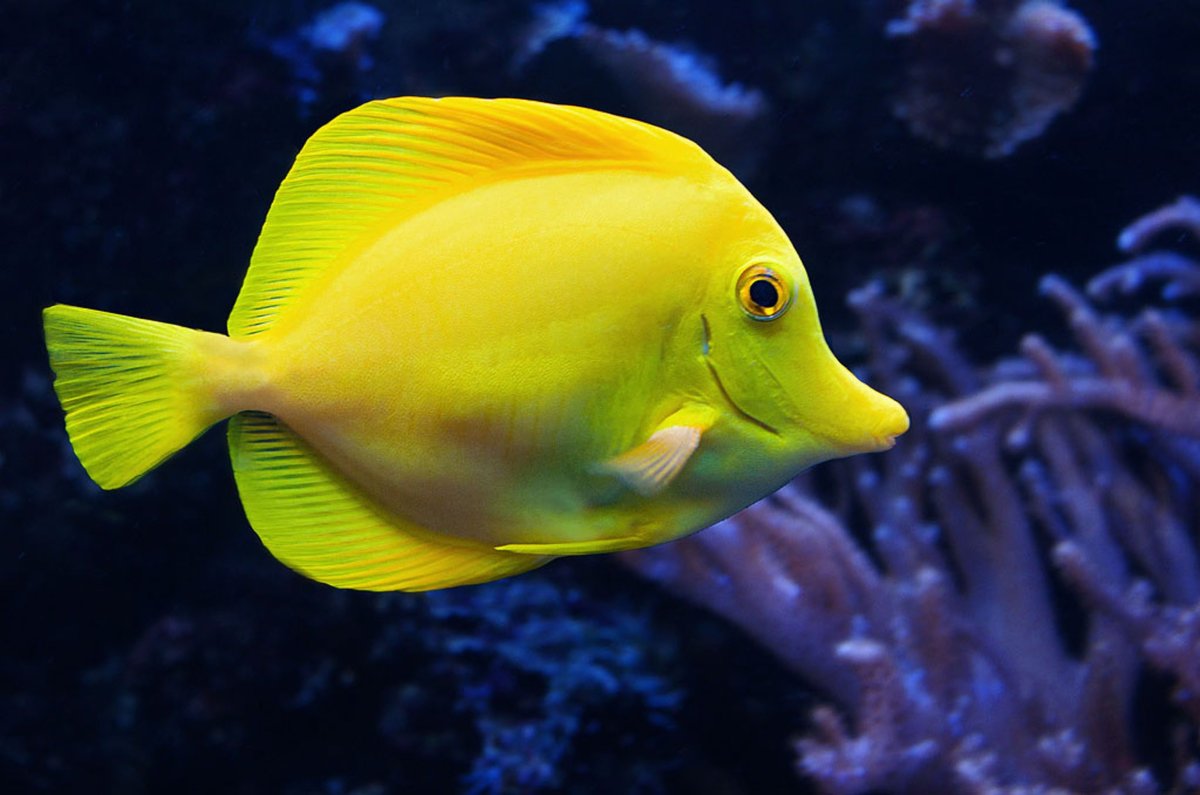 Йеллоу Фиш