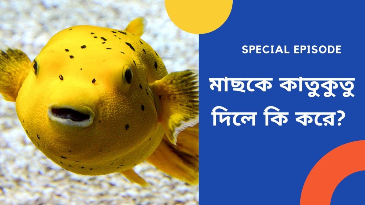 Рыбы желтого моря