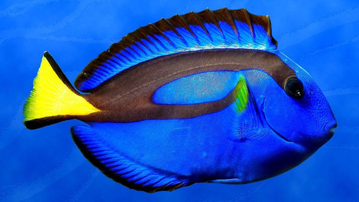 Голубой хирург (Paracanthurus hepatus)