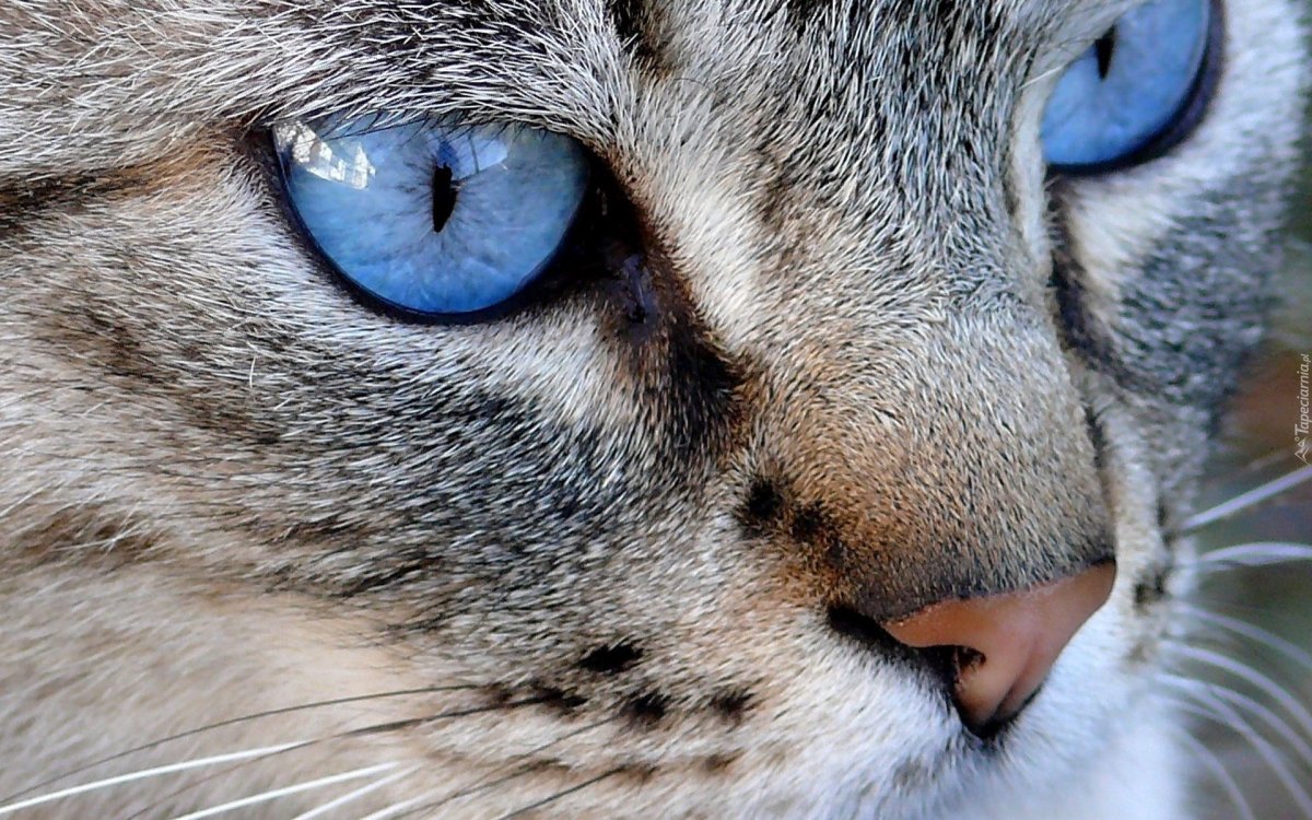 Полосатый кот с голубыми глазами