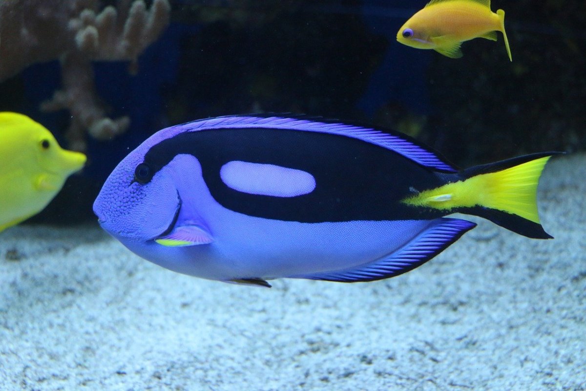 Голубой хирург (Paracanthurus hepatus)