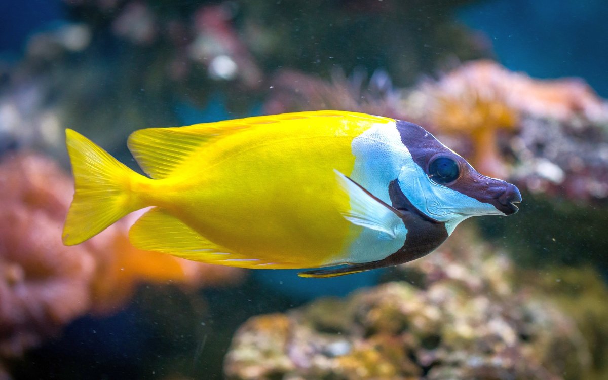 Луциан дори