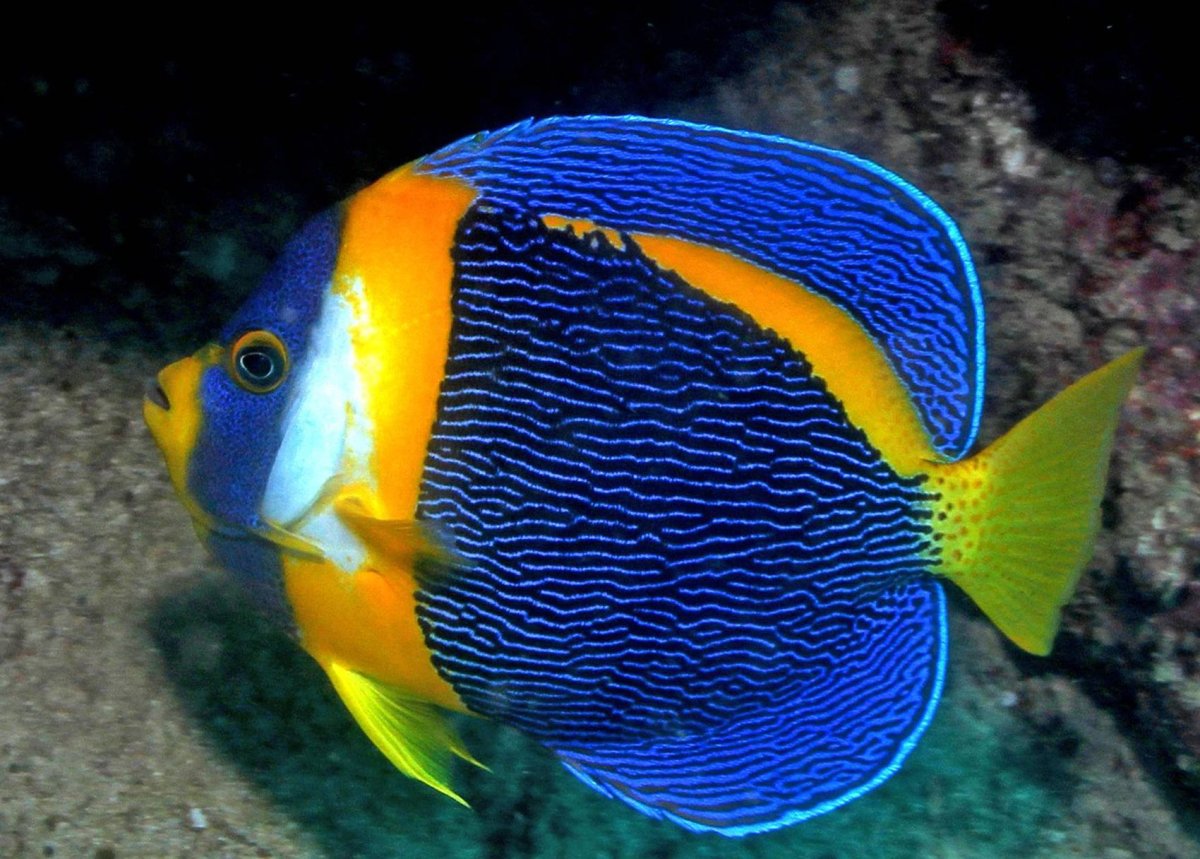 Королевский спинорог желтый