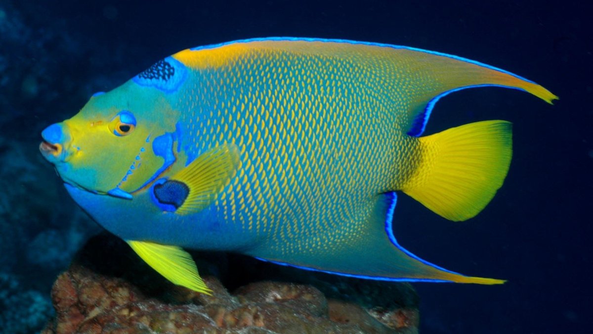 Форципигер бабочка пинцет