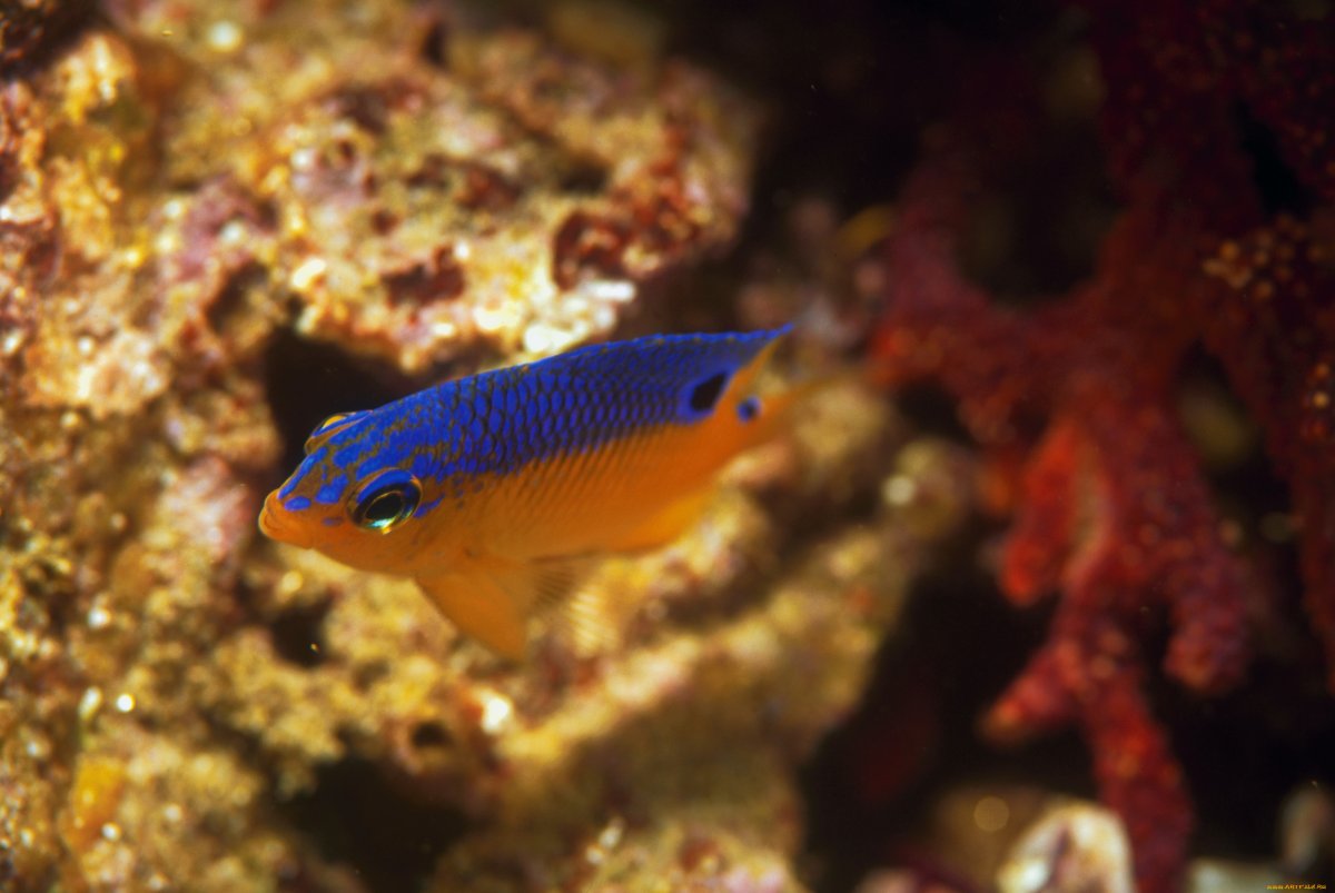 Рыбки стегастесы