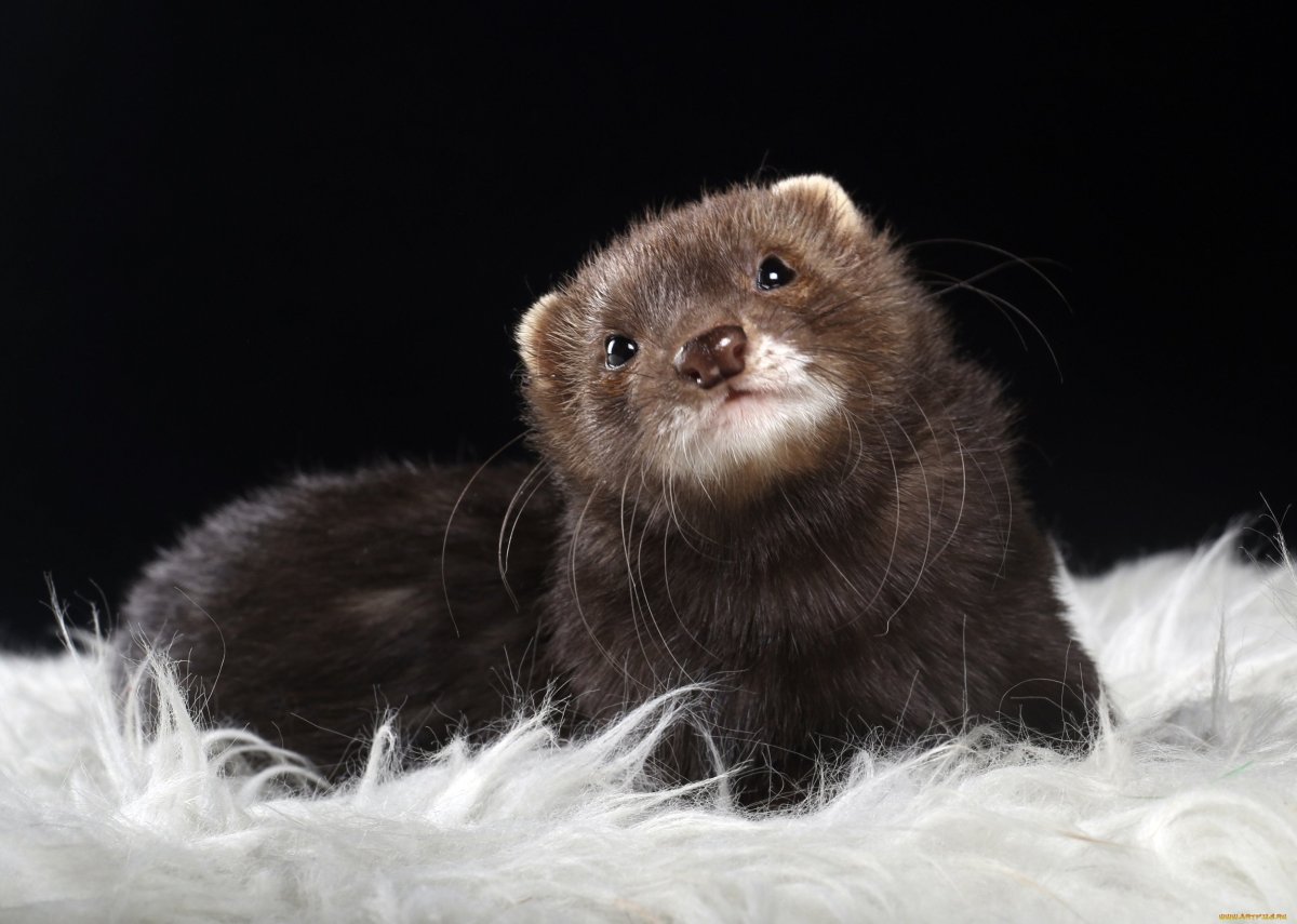 Норки Блэк животное