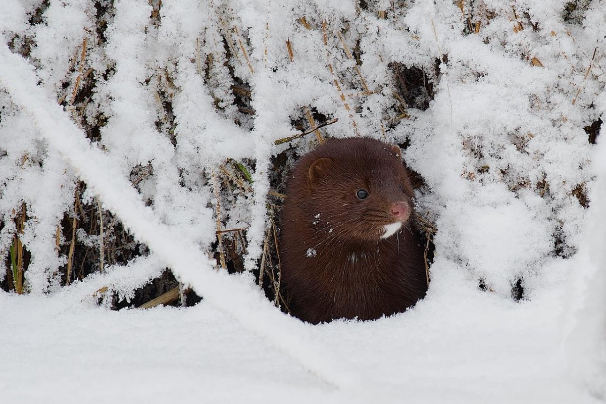 Европейская норка красная книга