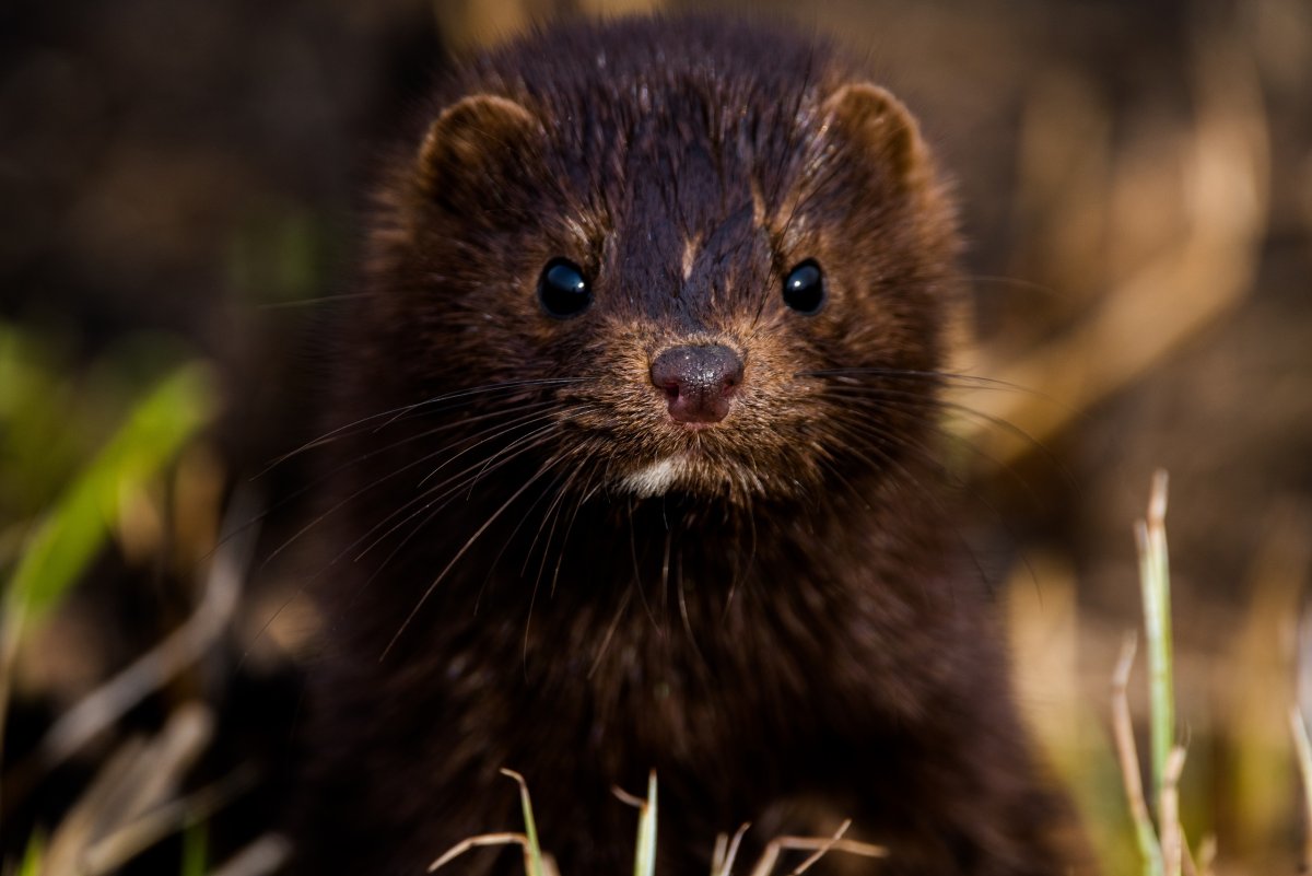 Норки Блэк животное