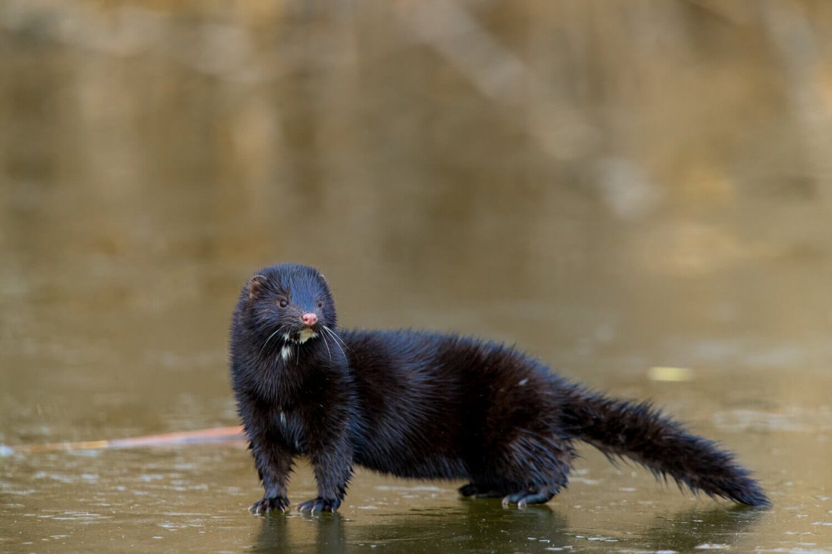 Американская норка (Mustela Vison)