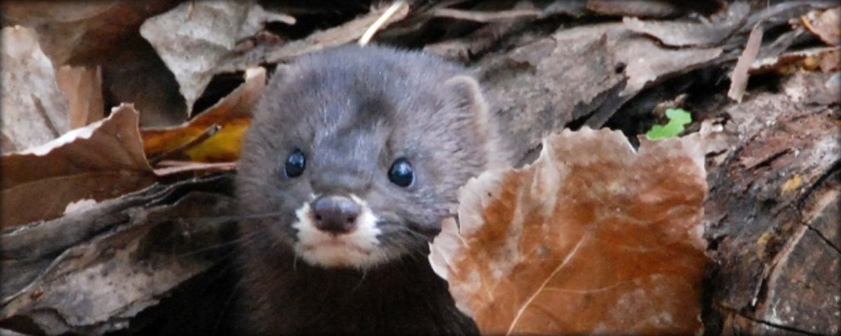 Норка на белом фоне