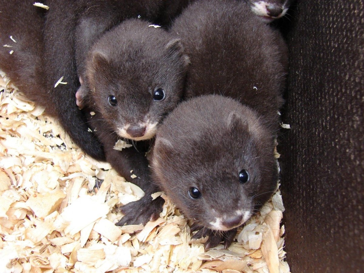 Норка на белом фоне