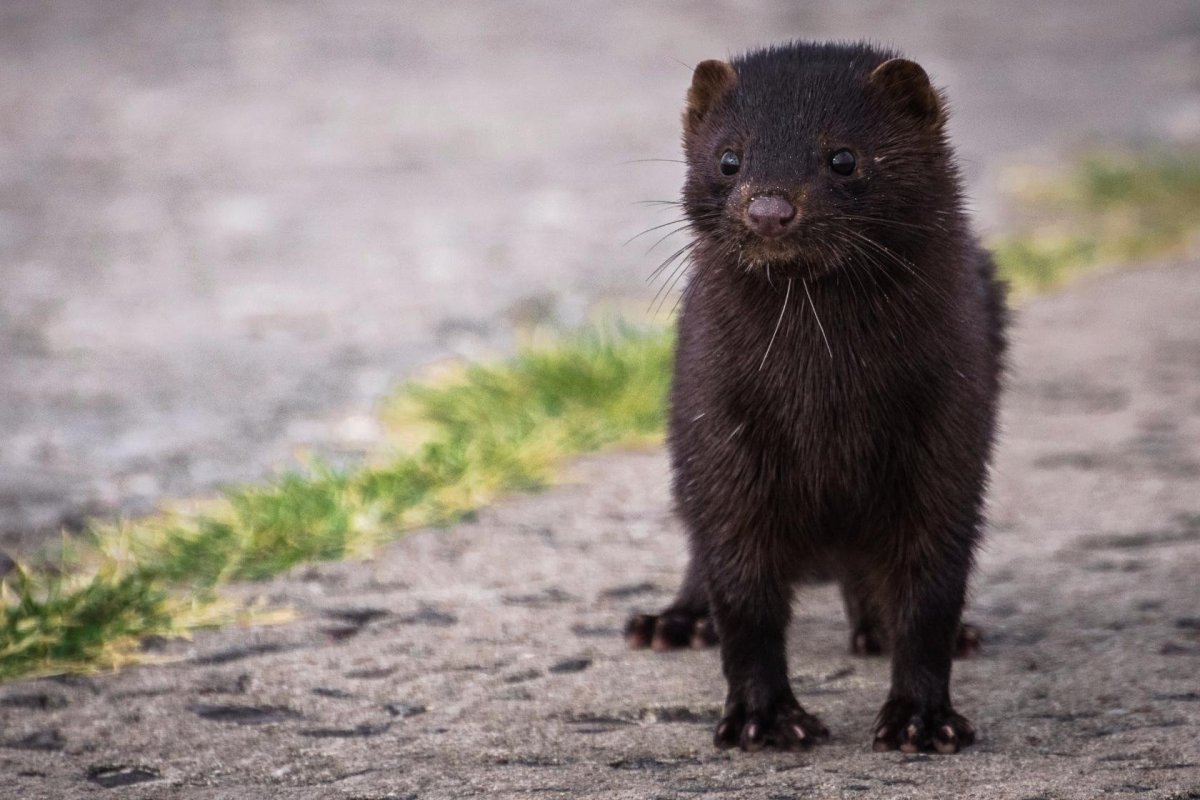 Хватит мучать животных