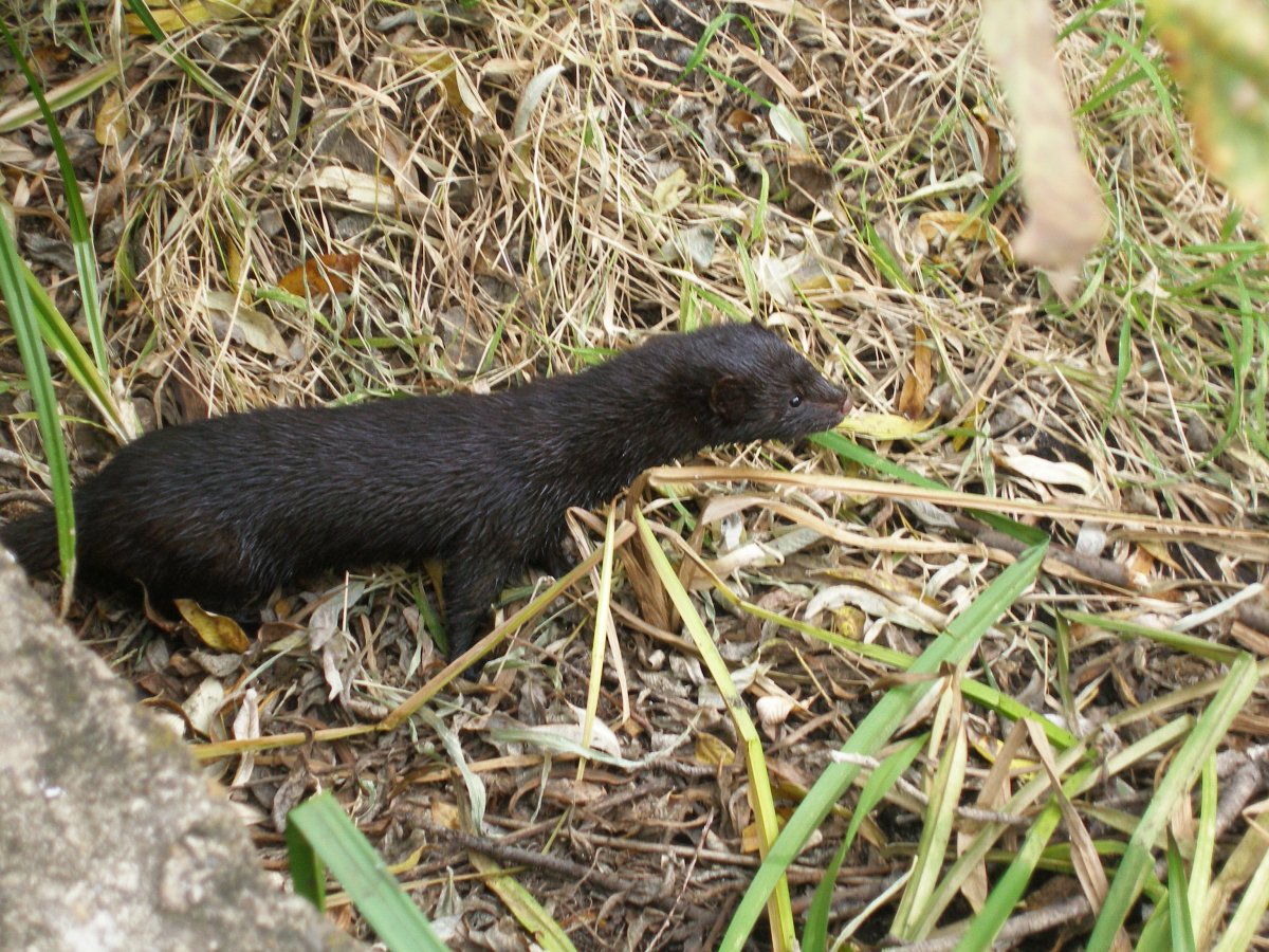 Щенки американской норки