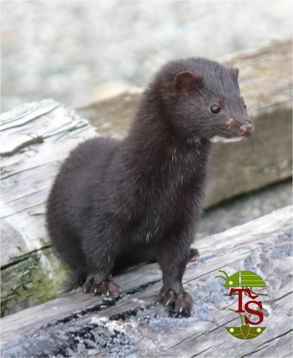Норка американская (Neovison Vison)
