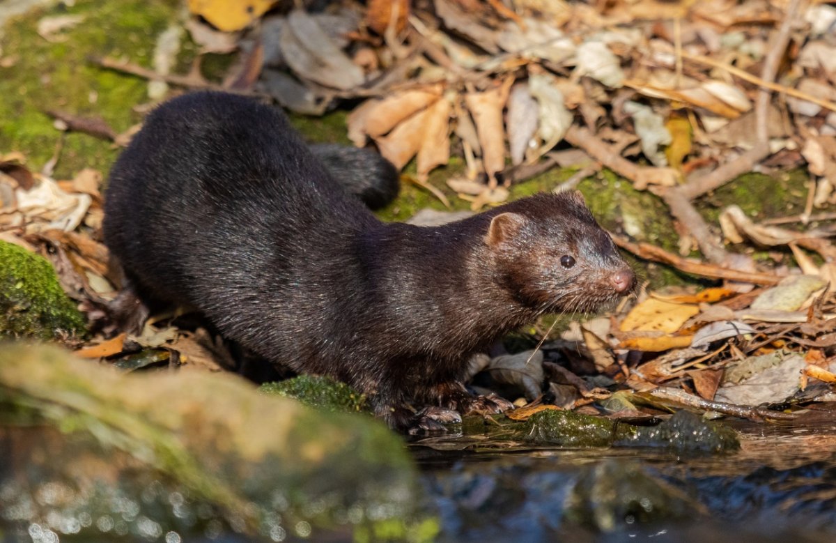Мурманск американская норка