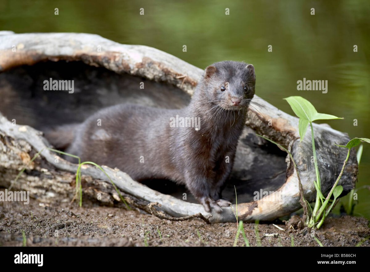 Норка фото дикий