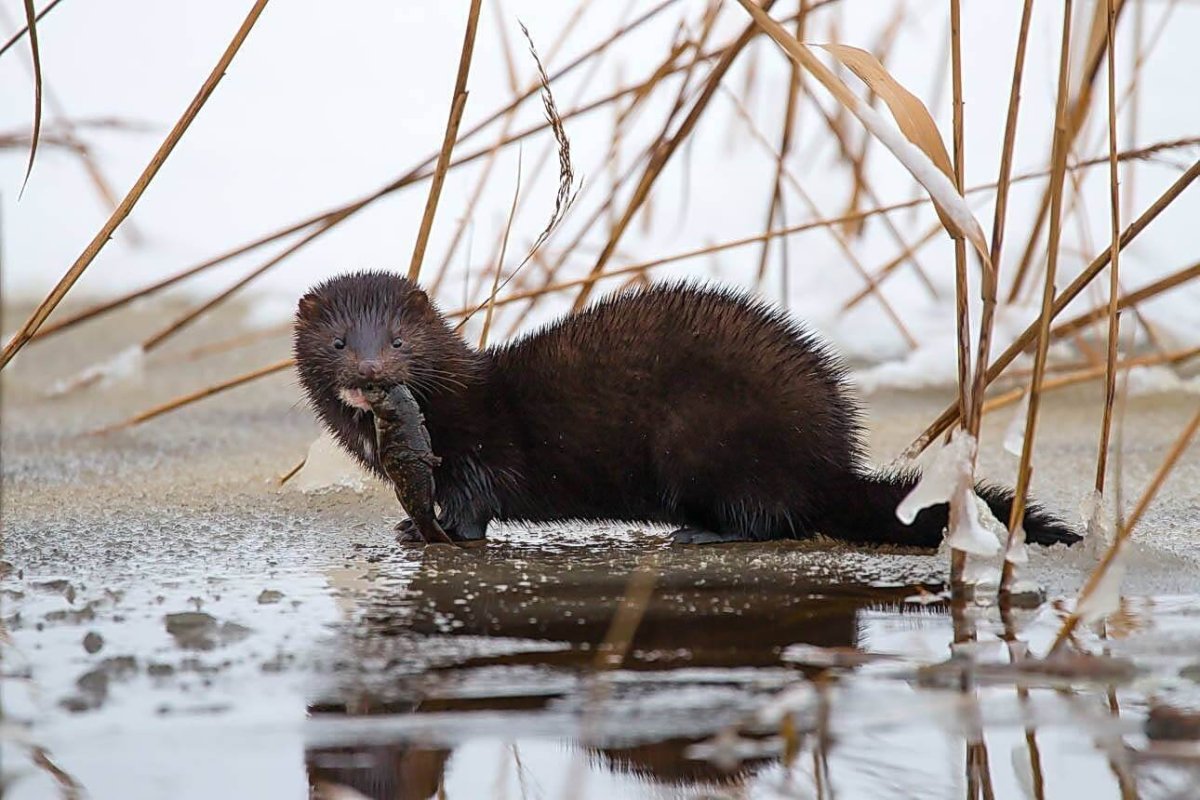 Черная норка зверек