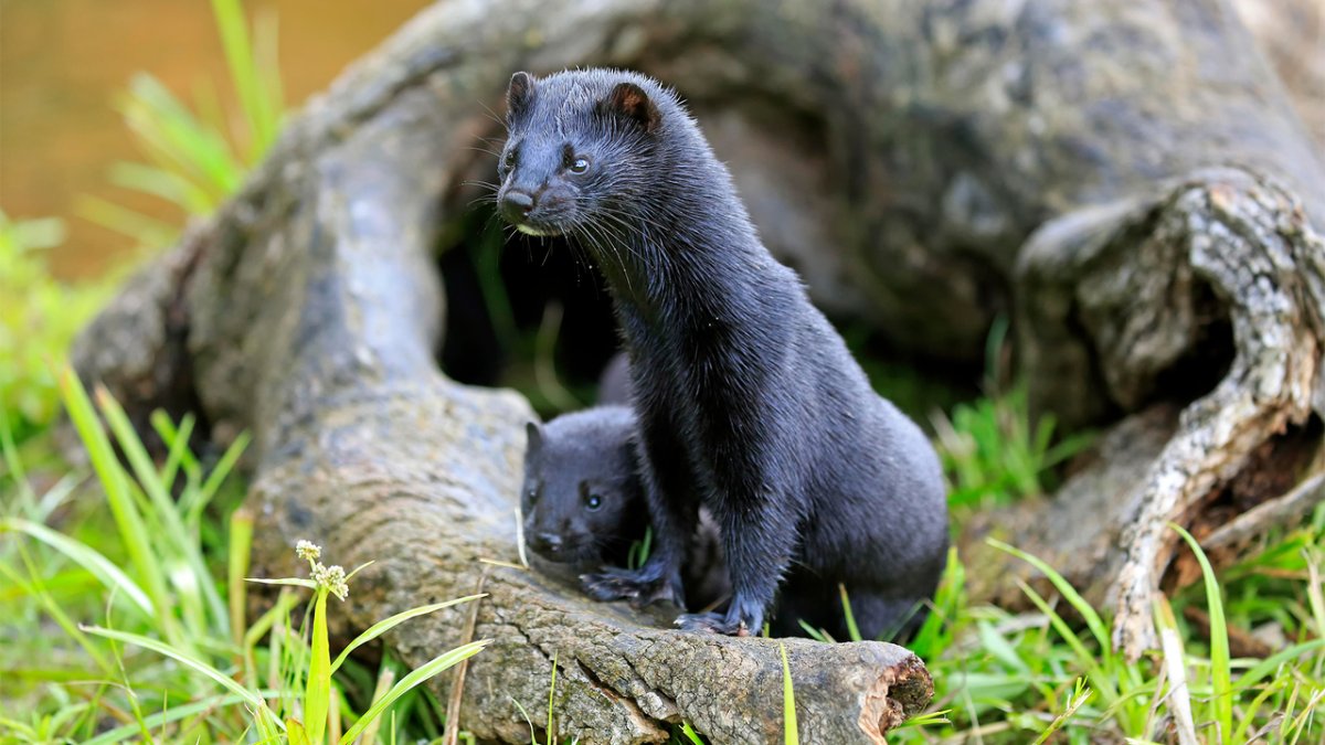 Норка без фона