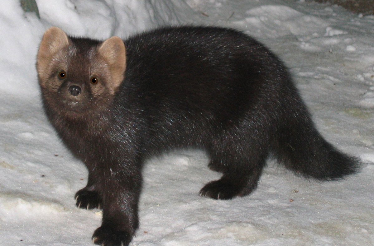 Норка на руках