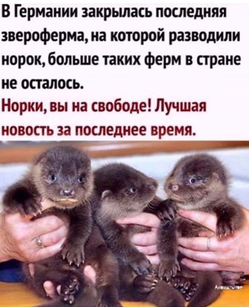 Ласка норка хорёк горностай