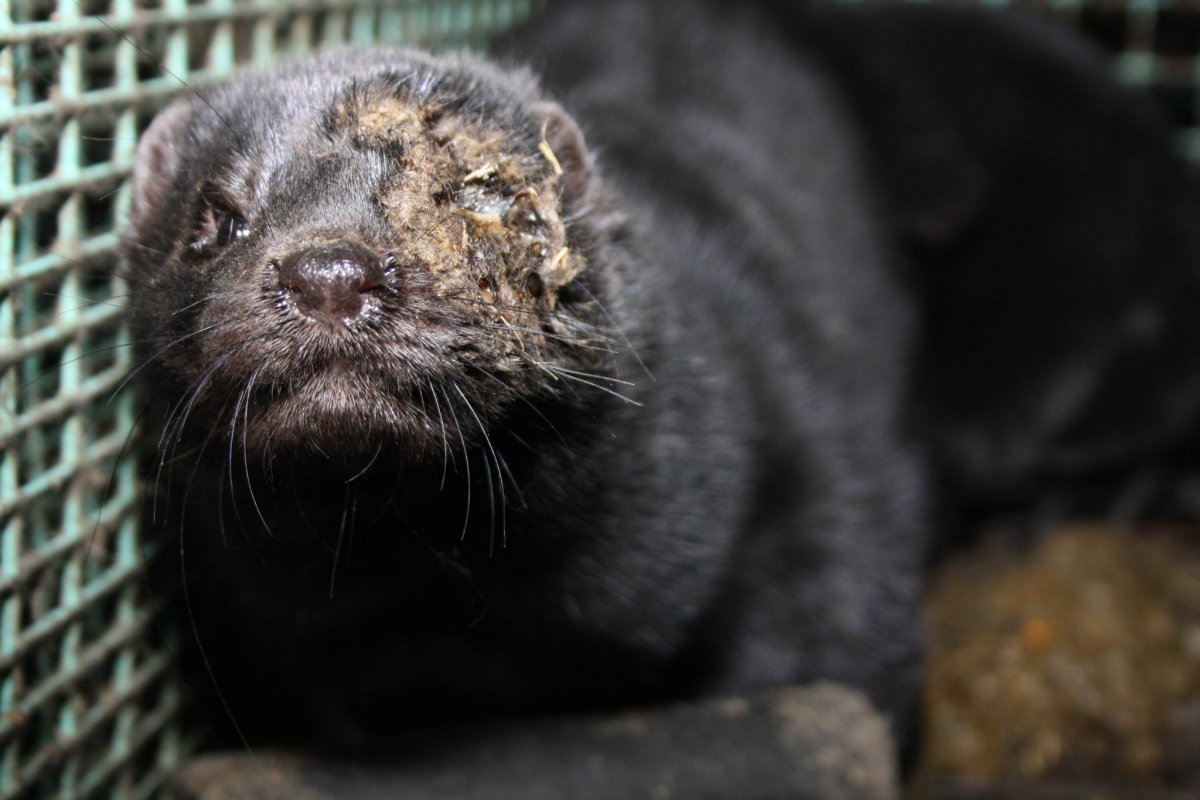 Норка в Ленобласти