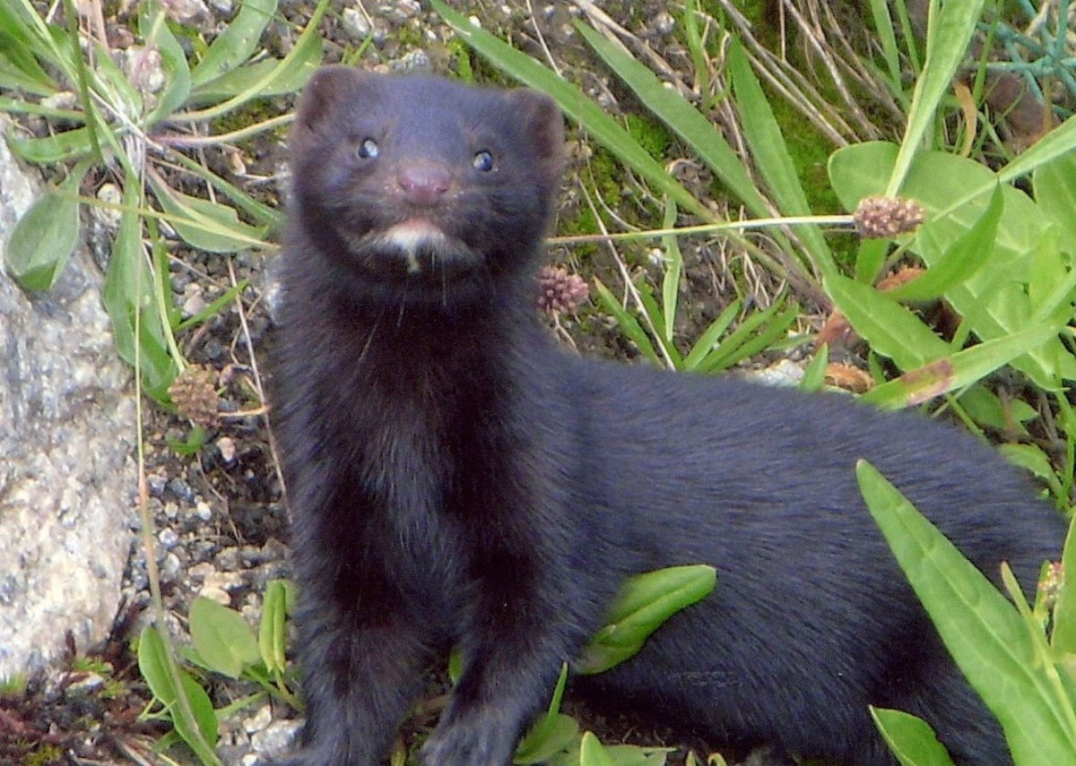 Солонгой Забайкальский