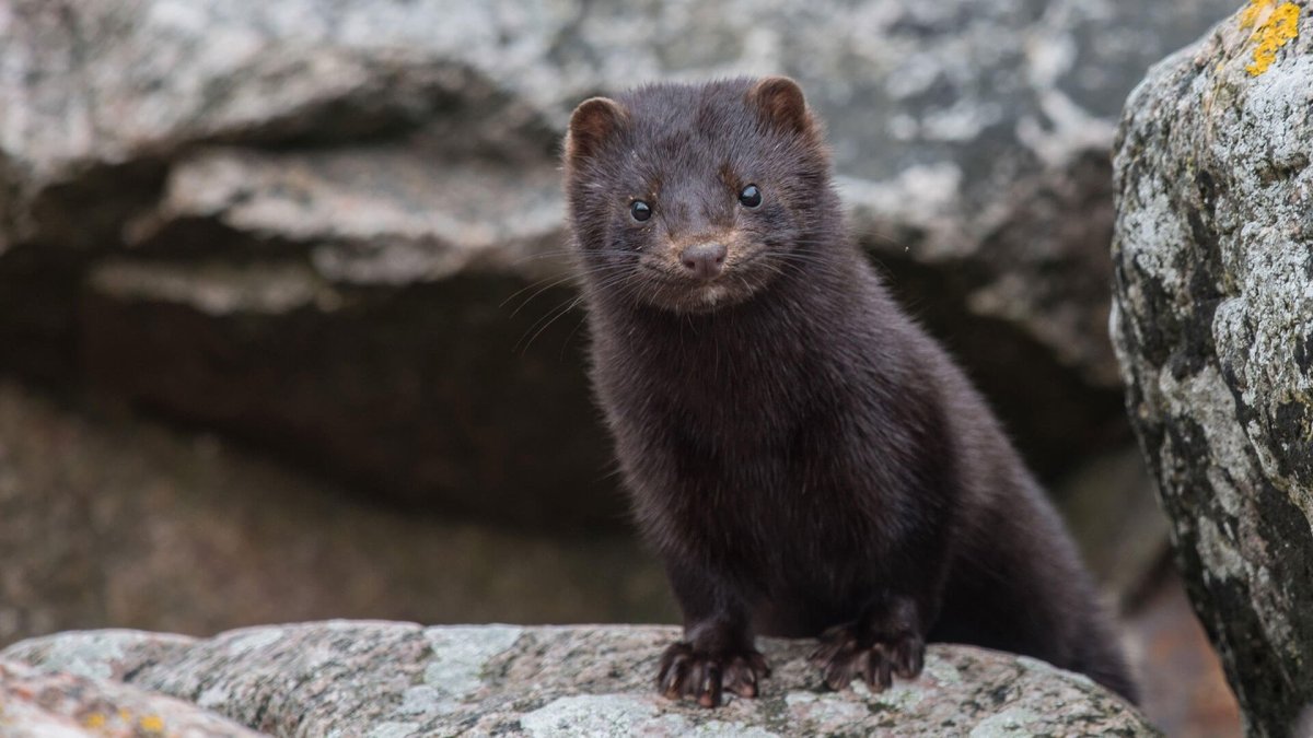 Черная американская норка