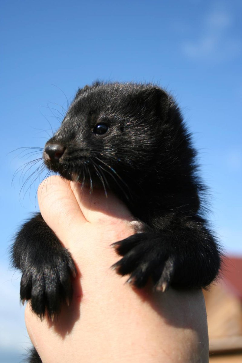 Черная американская норка