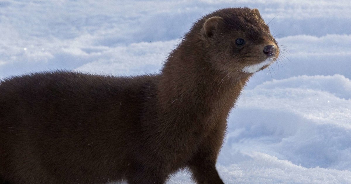Североамериканская норка