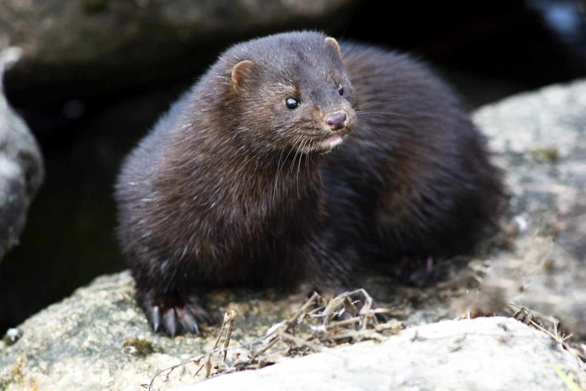 Норка животное Северо- Запада