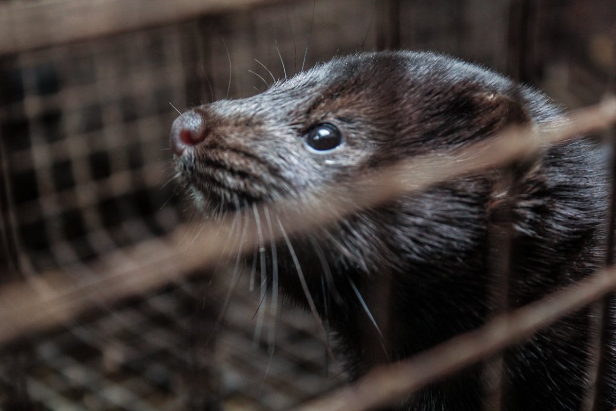 Европейская норка