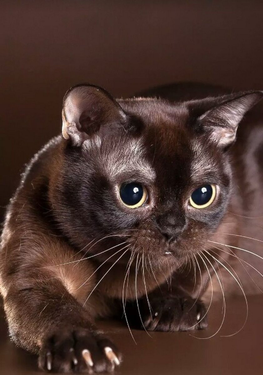 Европейская Бурма