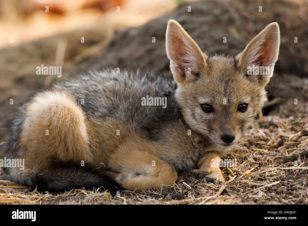 Африканский Волчий Шакал