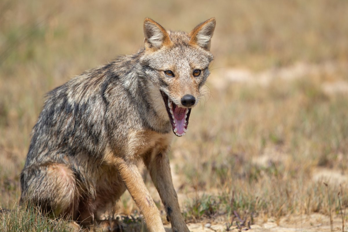 Волк койот и Шакал