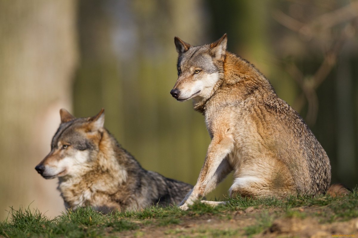 Бурая и пятнистая гиена